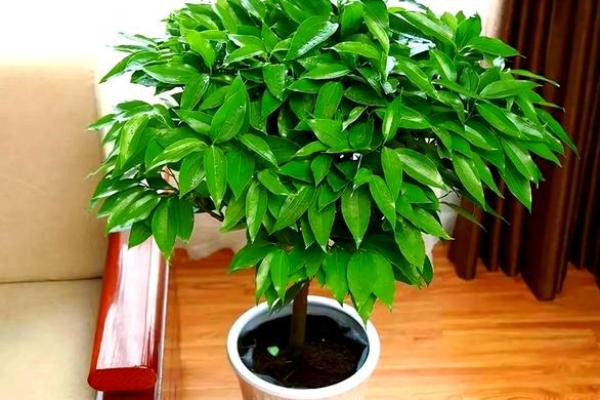 公司摆放风水禁忌 摆放什么植物可以招财