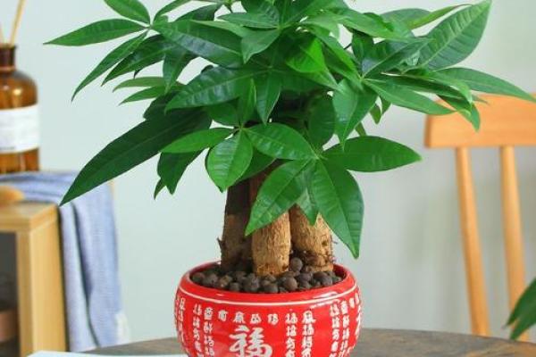 公司摆放风水禁忌 摆放什么植物可以招财