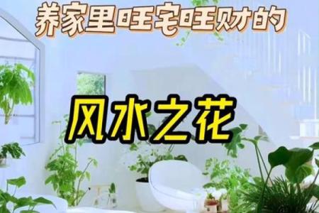 人养风水，如何养风水