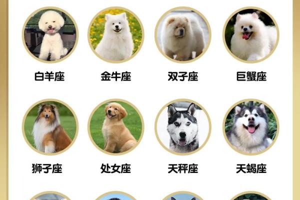 12星座谁最适合养什么狗呢