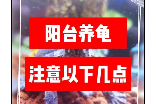 乌龟一般养几只吉利养龟风水养单数还是双数好