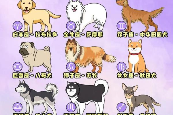 十二星座哪个星座养着猪最好