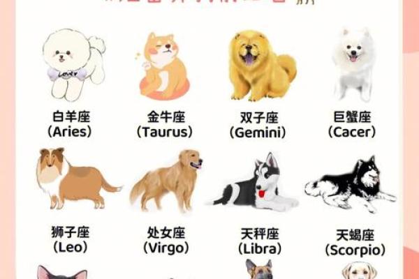 十二星座谁是最适合养的狗狗