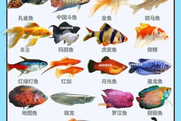 二楼养鱼风水