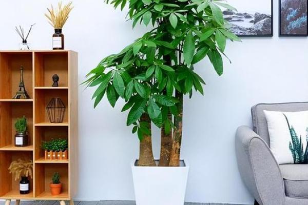 办公室风水绿植选择有哪些可以带来财运