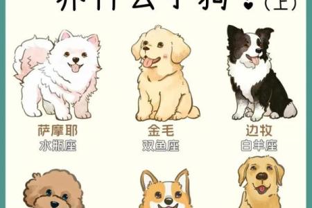 十二星座谁是最适合养的狗狗