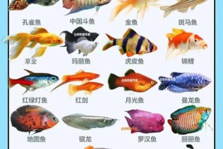 二楼养鱼风水
