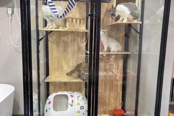 什么房子养猫更好风水好的