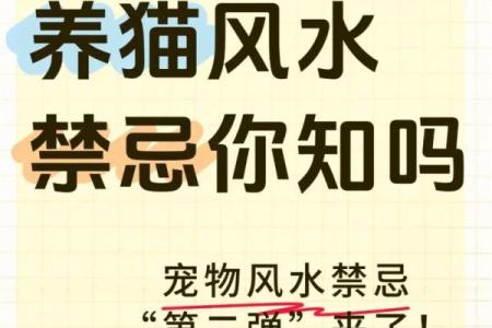 什么房子养猫更好风水好的