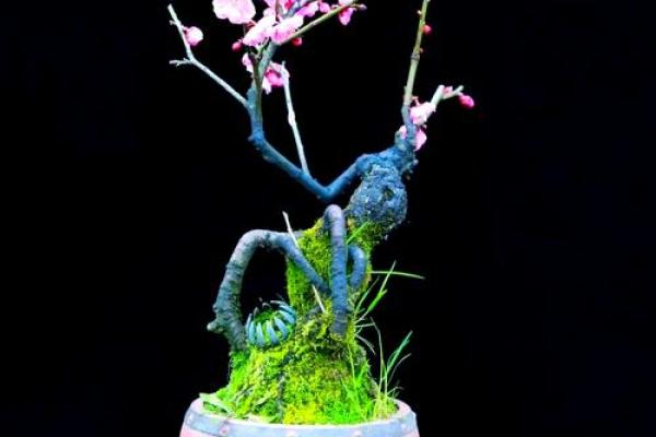 风水上家里可不可以养梅花