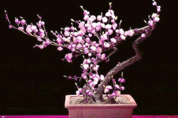 风水上家里可不可以养梅花