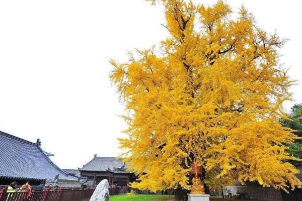 银杏树种在什么方位比较好