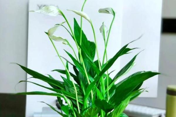 白掌风水攻略