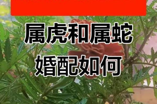 属蛇人配对姻缘