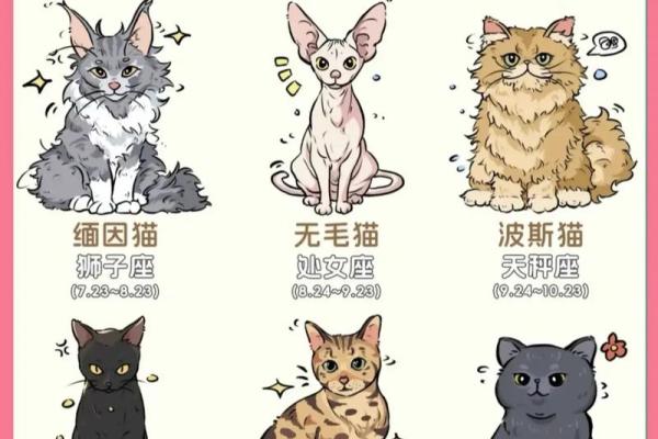 哪些星座是团宠