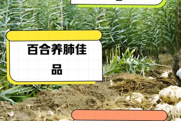 百合姓名配对 名字百合的意思？