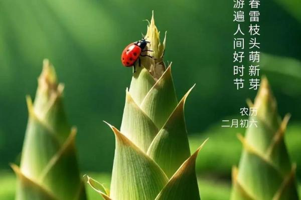 黄历惊蛰是什么意思,运气好命短