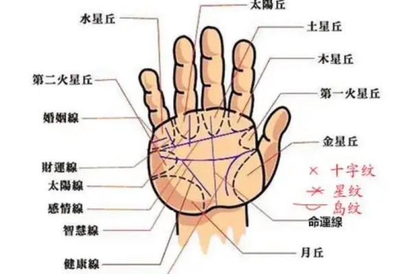 《手相学习百科》：智慧线