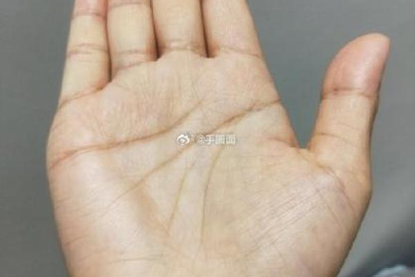 《手相学习百科》：智慧线