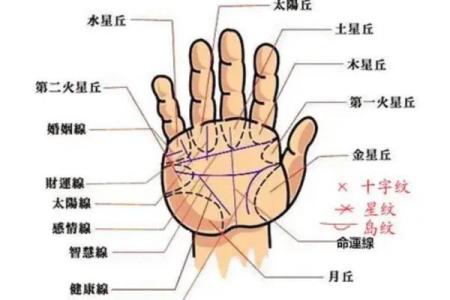 《手相学习百科》：智慧线