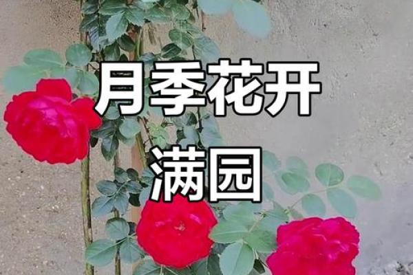 种满月季的房子风水好吗