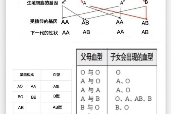 为什么说ab血型最聪明