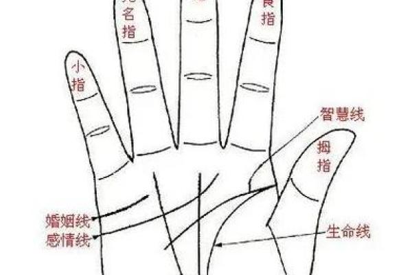 《手相学习百科》：命运线