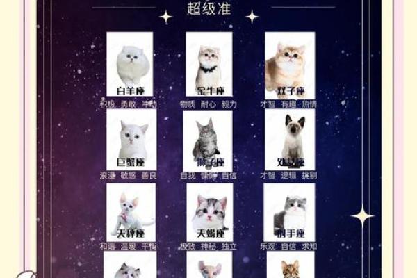 十二星座什么地方适合养猫
