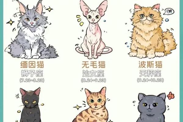 十二星座什么地方适合养猫