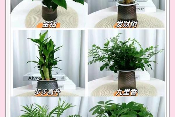 如何根据办公室的风水原则来摆放花卉