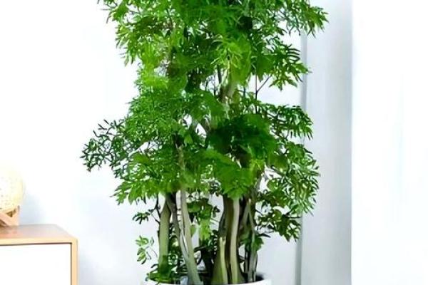 如何根据办公室的风水原则来摆放花卉