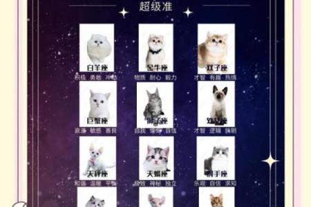 十二星座什么地方适合养猫