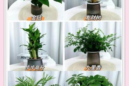 如何根据办公室的风水原则来摆放花卉