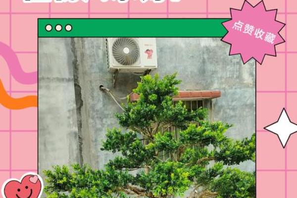 庭院花草的摆放和种类对风水有什么影响
