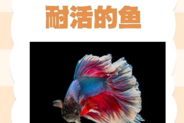 养鱼的喜忌：家庭养鱼风水讲究