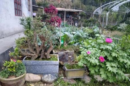庭院花草的摆放和种类对风水有什么影响
