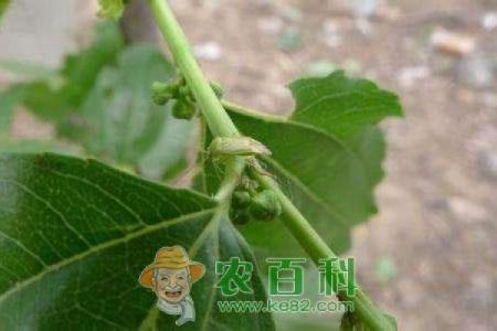 以百科解析，哪个生肖被以枣树代表？