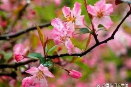 易离婚的女人八字特征怎么看桃花劫