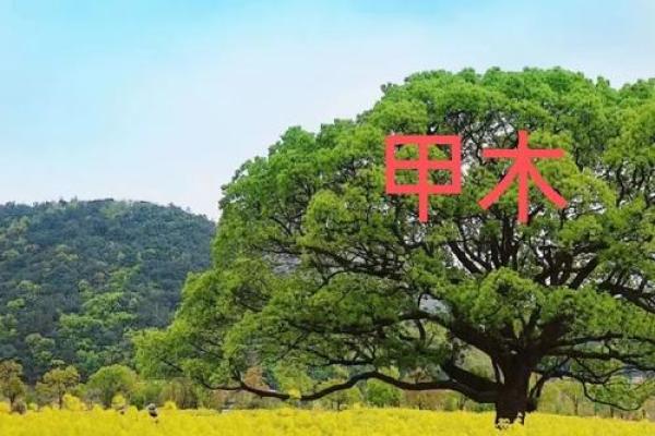木命的人适合在什么方位工作