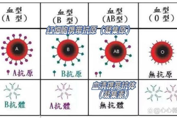 四种血型男的“性”情榜