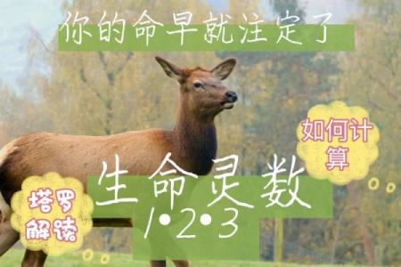 生命灵数5和7配对么