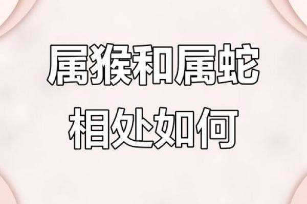 属猴的和属蛇的配对是否合适