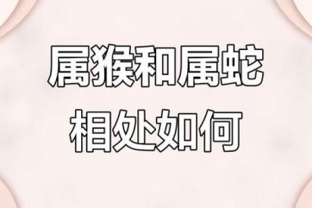 属猴的和属蛇的配对是否合适