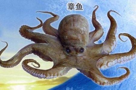 章鱼姓名配对三藏 章鱼的另一个名字叫什么？