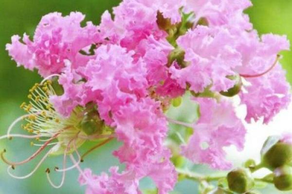 花树花枝算命