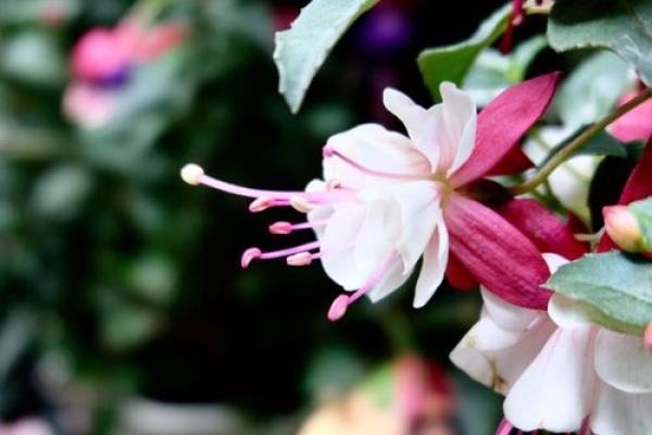 看花算命是什么意思