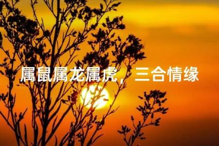 属虎和属鼠的八字合吗