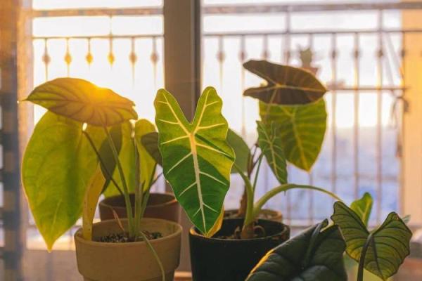 玛法达4月星座运势