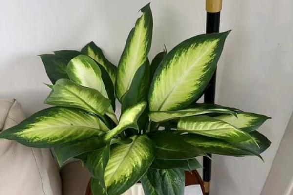 万年青 风水