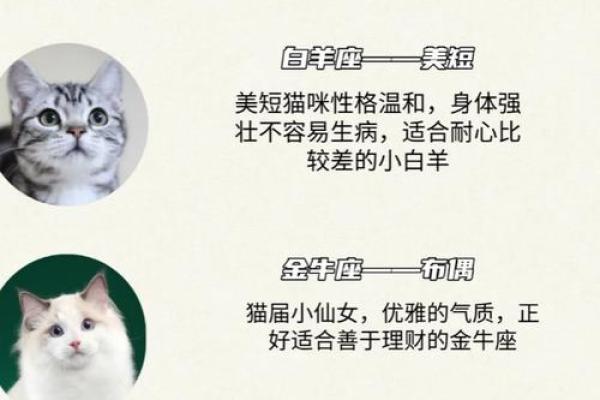用星座给小猫起名子